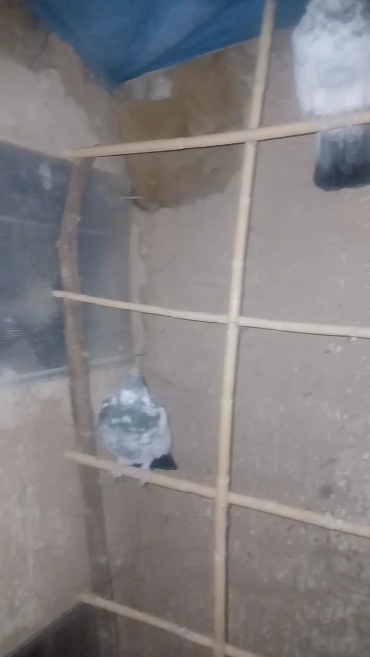 کفتر تیپی|پرنده|گرمسار, |دیوار