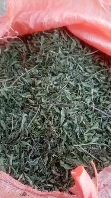 نعناع شیرازی فقط عمده|خوردنی و آشامیدنی|تهران, بوستان بعثت (باغ آذری)|دیوار