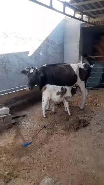 فروش گاو هلشتاین زایده با گوساله نر|حیوانات مزرعه|بهبهان, |دیوار