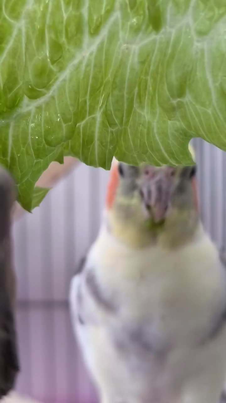 عروس هلندی،گمشده|پرنده|زنجان, |دیوار