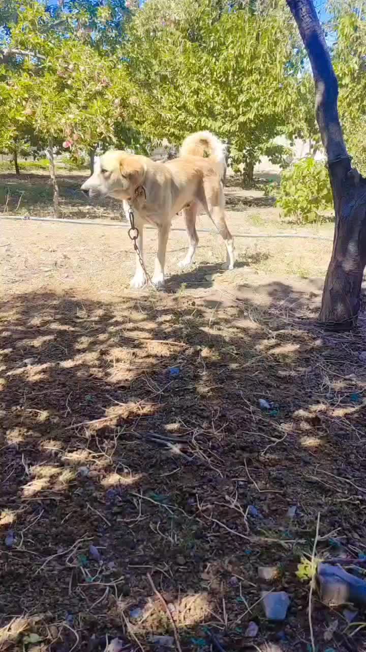 ماده سرابی|سگ|اهر, |دیوار