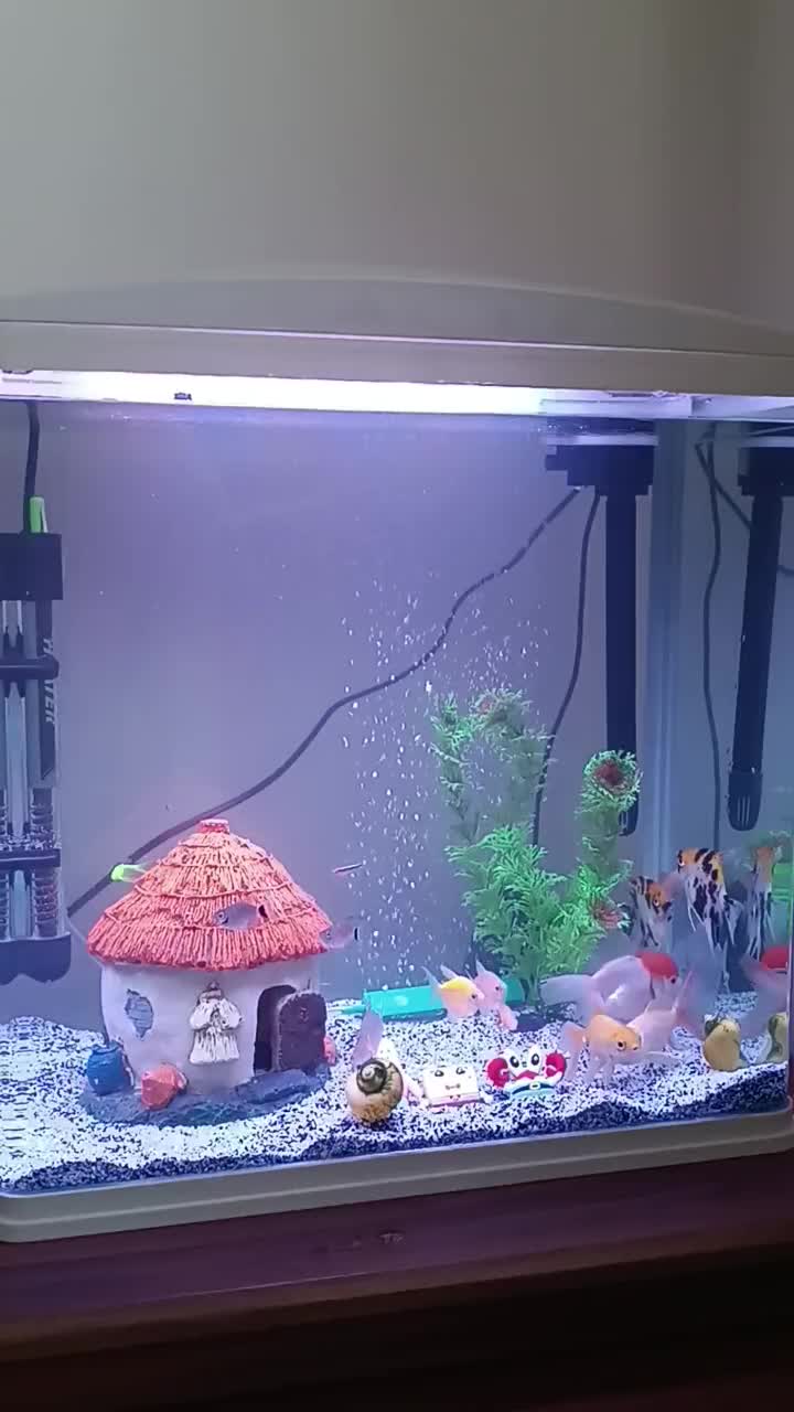 آکواریوم|ماهی|ایلام, |دیوار