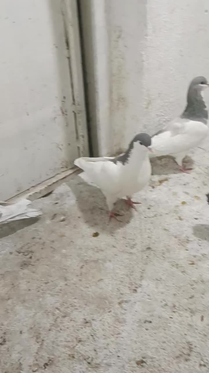 کبوتر|پرنده|شیراز, رازی|دیوار