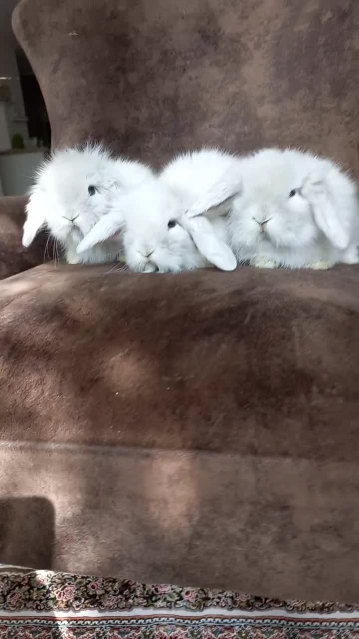 خرگوش مینی لوپ tedy برفی اسکاتلندی|موش و خرگوش|تهران, پونک|دیوار