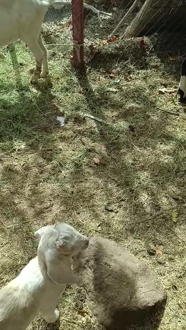 بز درجه یک شیرا (گوسفند)|حیوانات مزرعه|کرمان, |دیوار