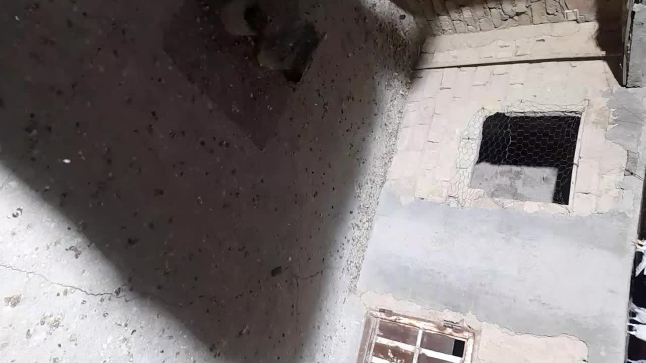 فروش کلی کفترها|پرنده|شیروان (خراسان), |دیوار