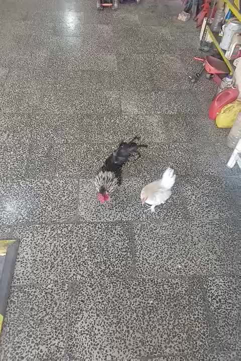 خروس و مرغ نژاد دار ۴تا جوجه پاپر مینیاتوری|حیوانات مزرعه|شهریار, شهرک مصطفی خمینی|دیوار