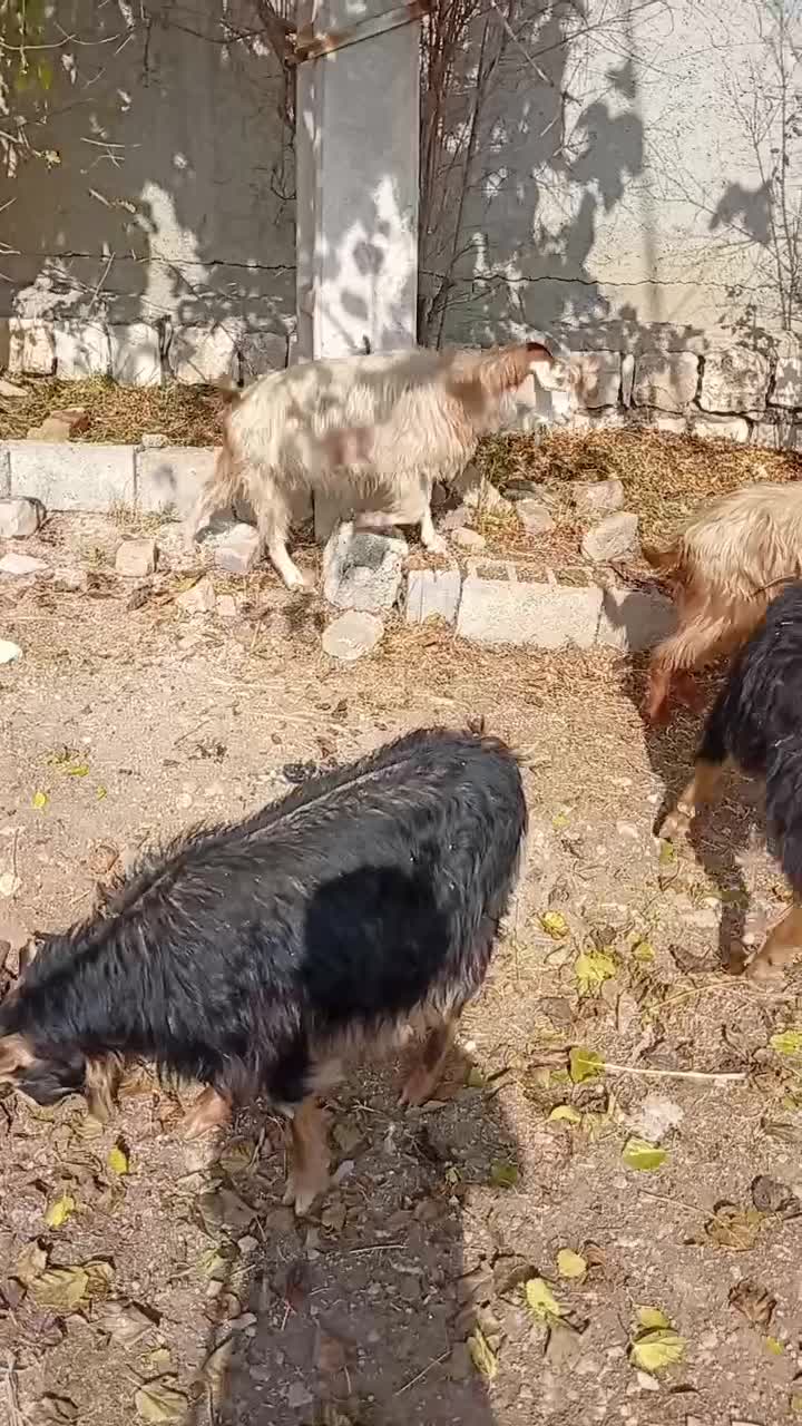 فروش فوری 5 عدد بز محلی با هم|حیوانات مزرعه|جوانرود, |دیوار