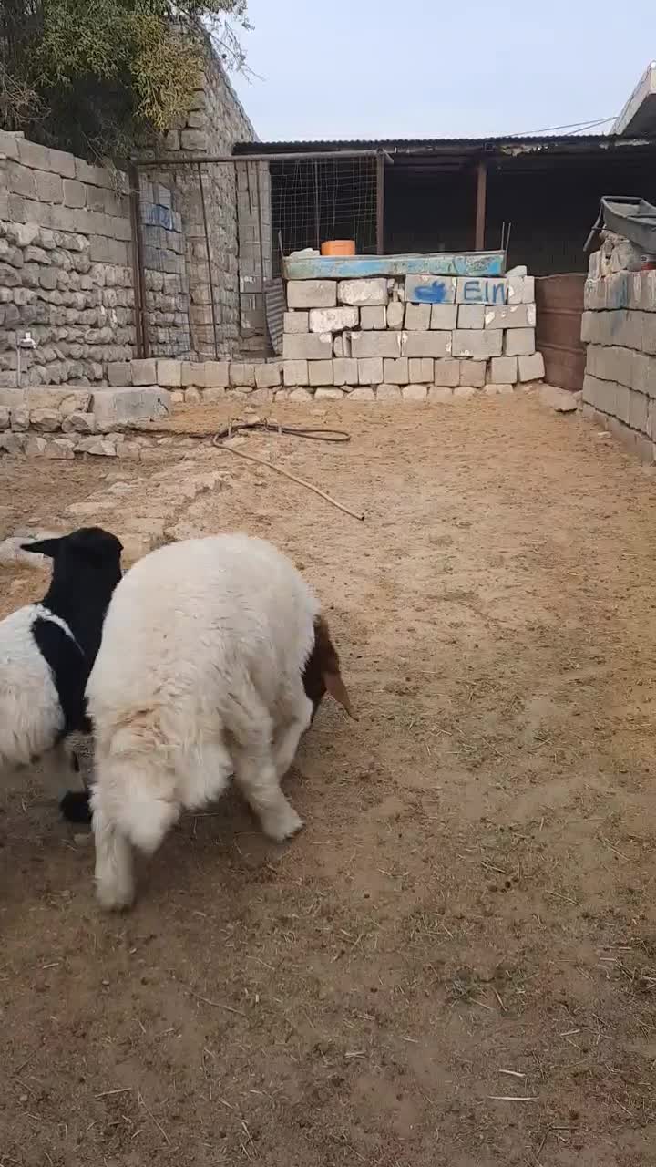 میش داشتی|حیوانات مزرعه|آبدانان, |دیوار