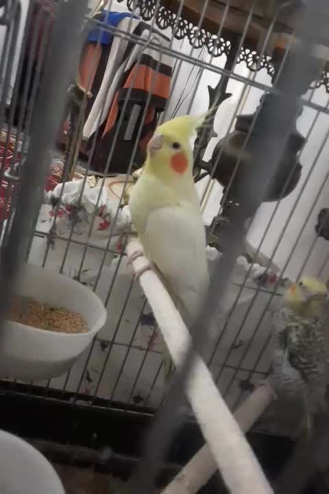 عروس هلندی نر و ماده صحیح و سالم|پرنده|تهران, شهرک طالقانی|دیوار