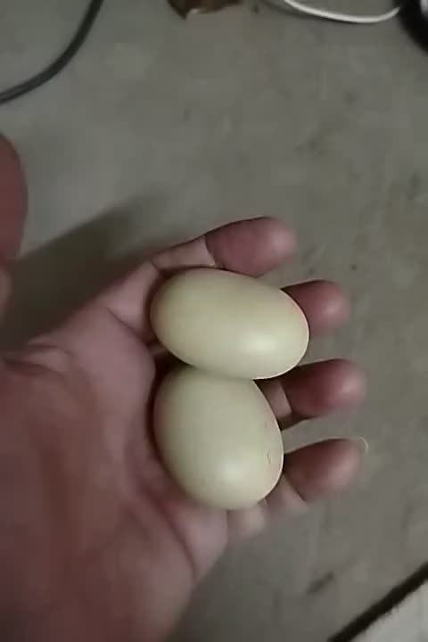 سنگهای تزئین به شکل تخم مرغ رسمی..بسیار زیبا|کلکسیون اشیاء عتیقه|یزد, |دیوار