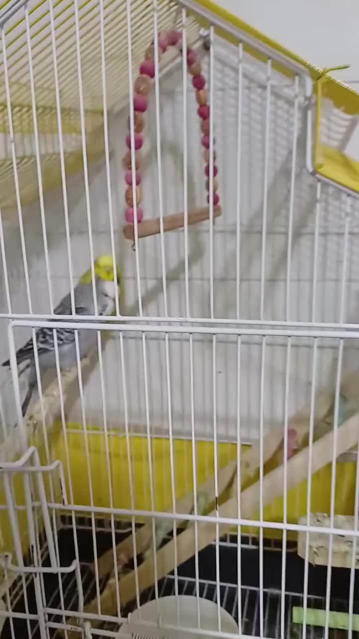 فروش پرنده|پرنده|زیباشهر, |دیوار