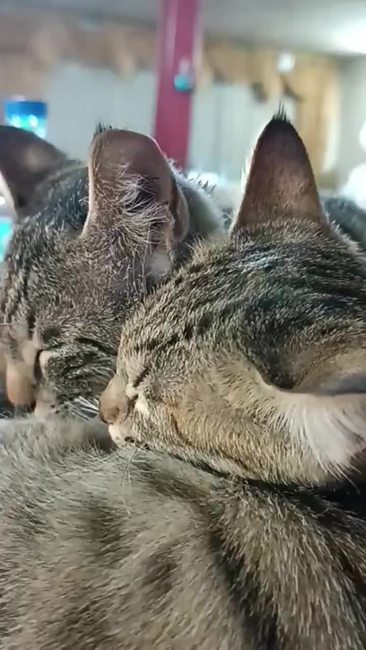 دو عدد بچه گربه  واگذار میشه|گربه|پاکدشت, پاکدشت (مامازند)|دیوار