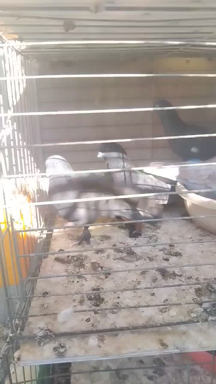 کبوتر اشعل کاشانی سیاه و سرخ|پرنده|بندر ماهشهر, |دیوار