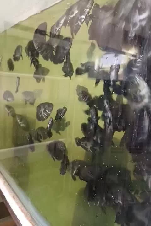 پمپ مرکزی اکواریوم هایلا|ماهی|تبریز, |دیوار