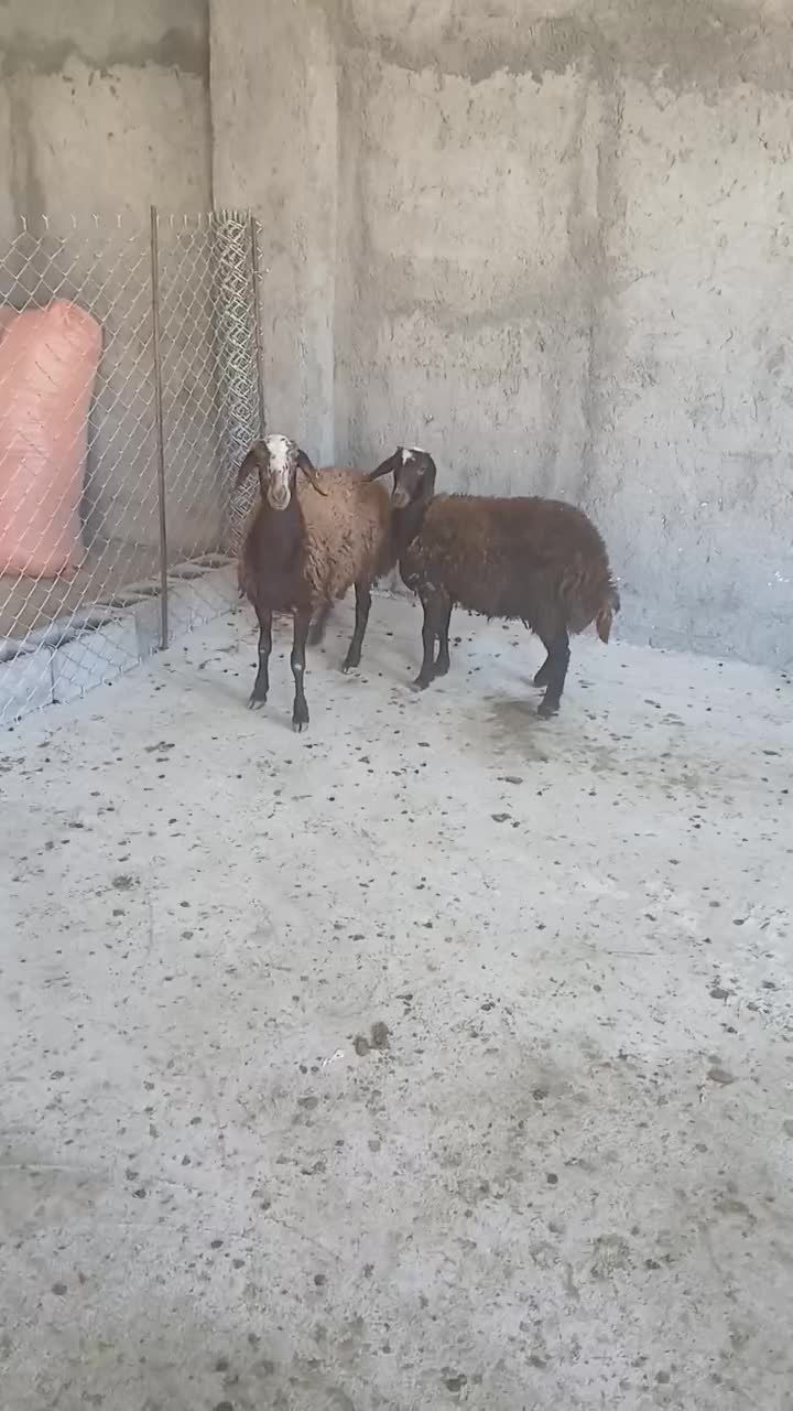 بره همو قزل افشار ۳و۴قلوزا|حیوانات مزرعه|سیوان, |دیوار
