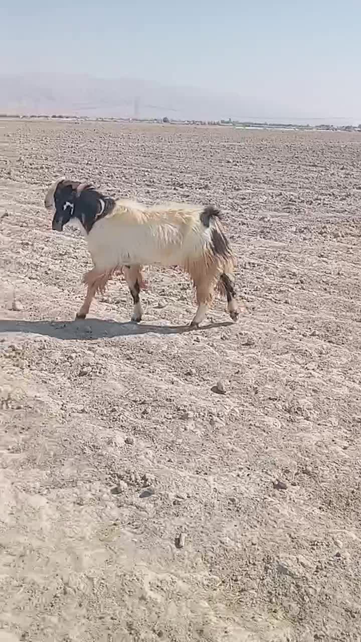 فروش پازن خوب دورگ جوان داشتی|حیوانات مزرعه|لامرد, |دیوار