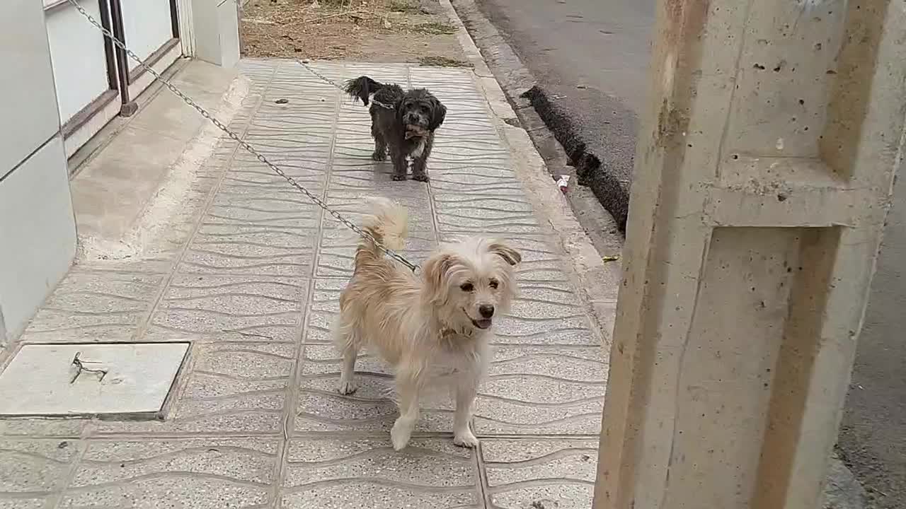 سگ خانگی|سگ|رامند, |دیوار