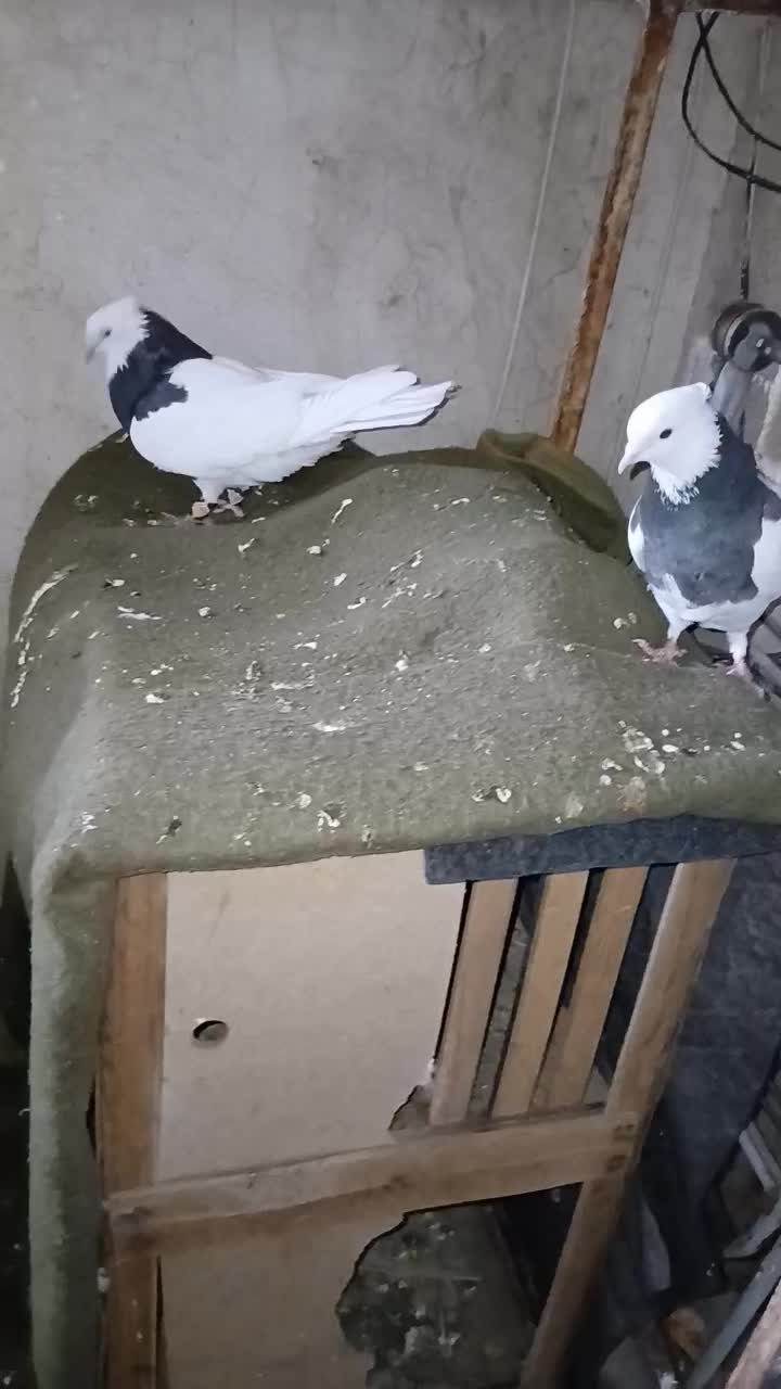 کبوتر طوقی|پرنده|شیراز, تحویلی|دیوار