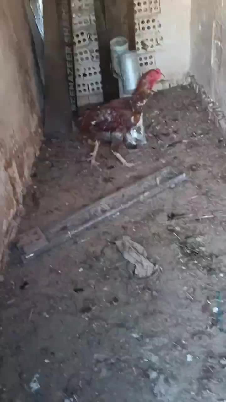 خروس|حیوانات مزرعه|تربت‌حیدریه, شهرک ولیعصر|دیوار