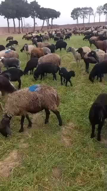 میش بره دار|حیوانات مزرعه|قرچک, داوود آباد|دیوار