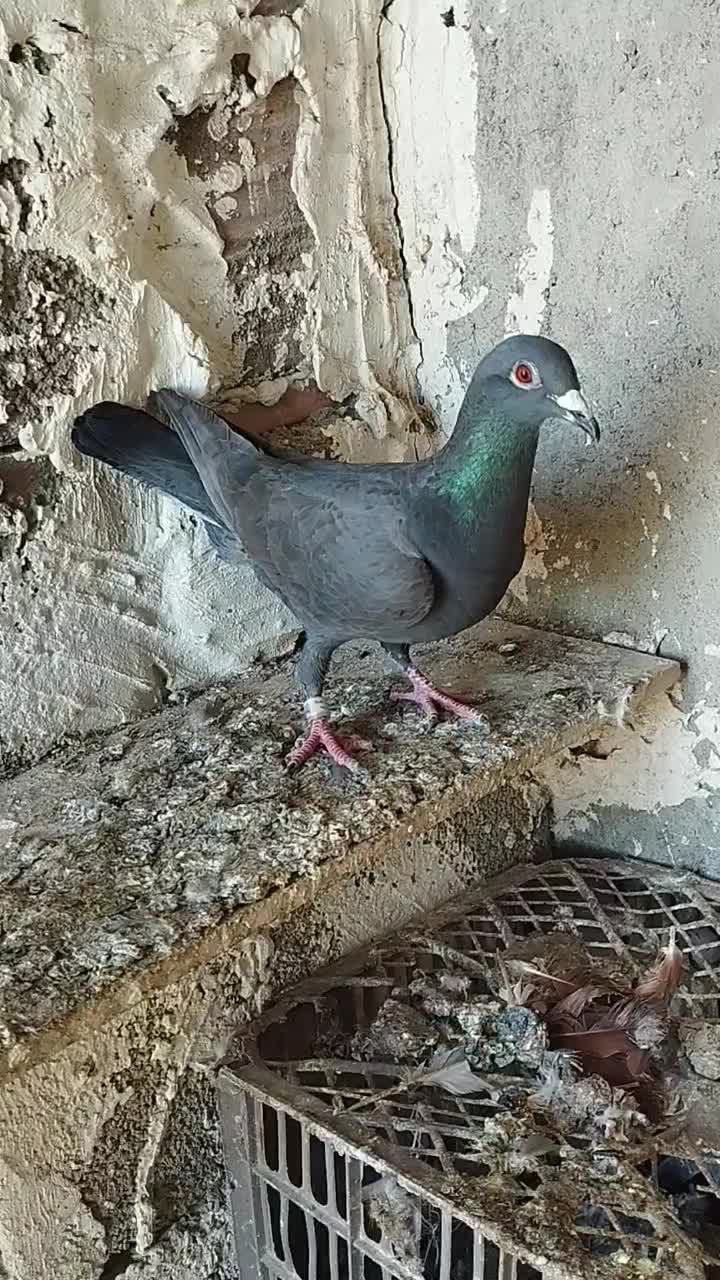 دوبر|پرنده|اردبیل, |دیوار