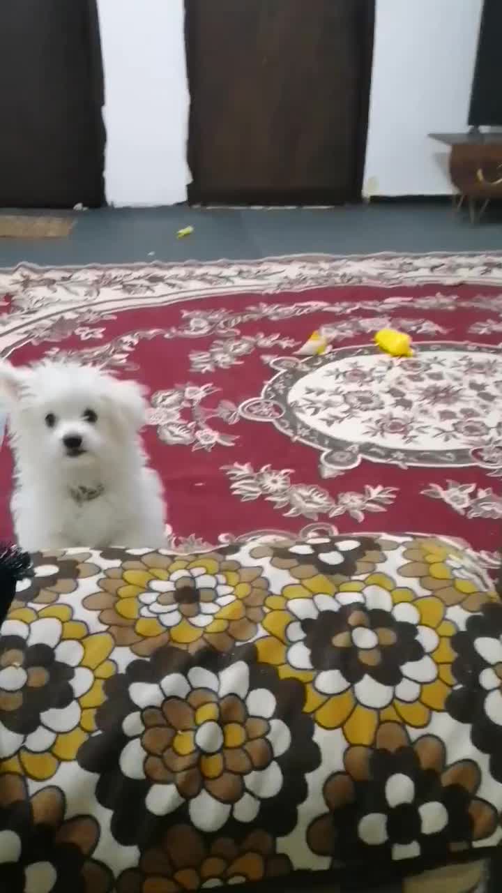 توله 4 ماهه اشپیتز پامر|سگ|حاجی آباد, |دیوار