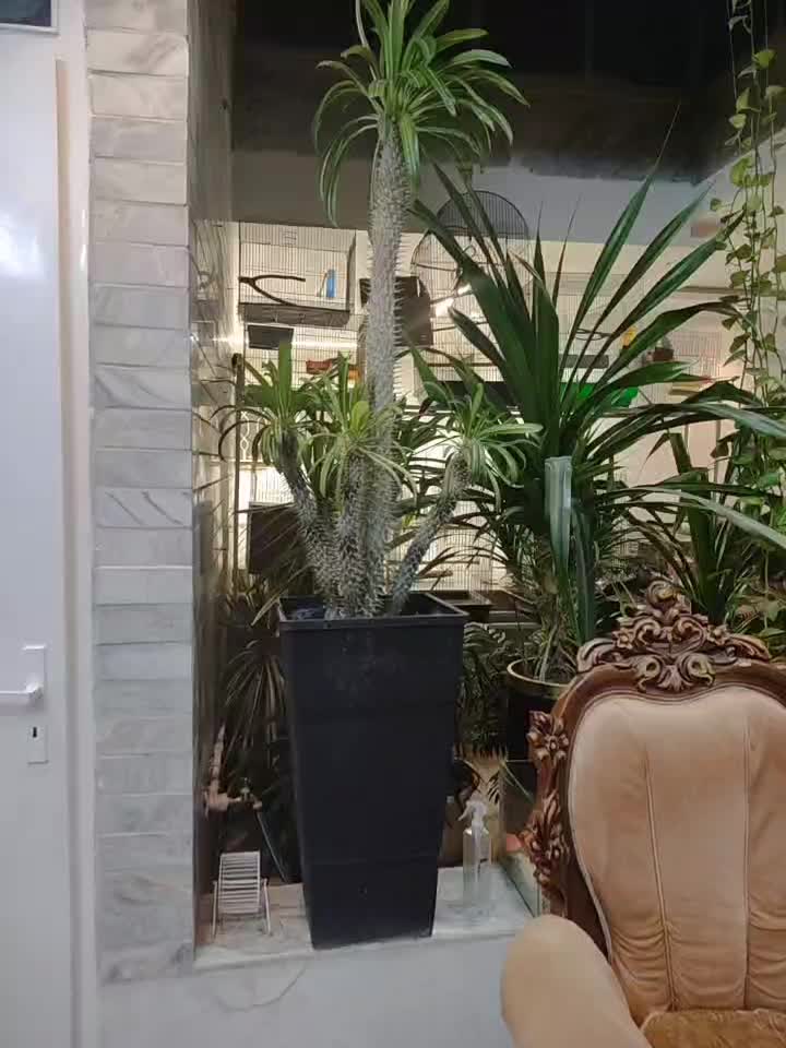 گل و گیاه نخل ماداگاسکار بسیار بزرگ سن بالا|گل و گیاه طبیعی|اصفهان, قهجاورستان|دیوار