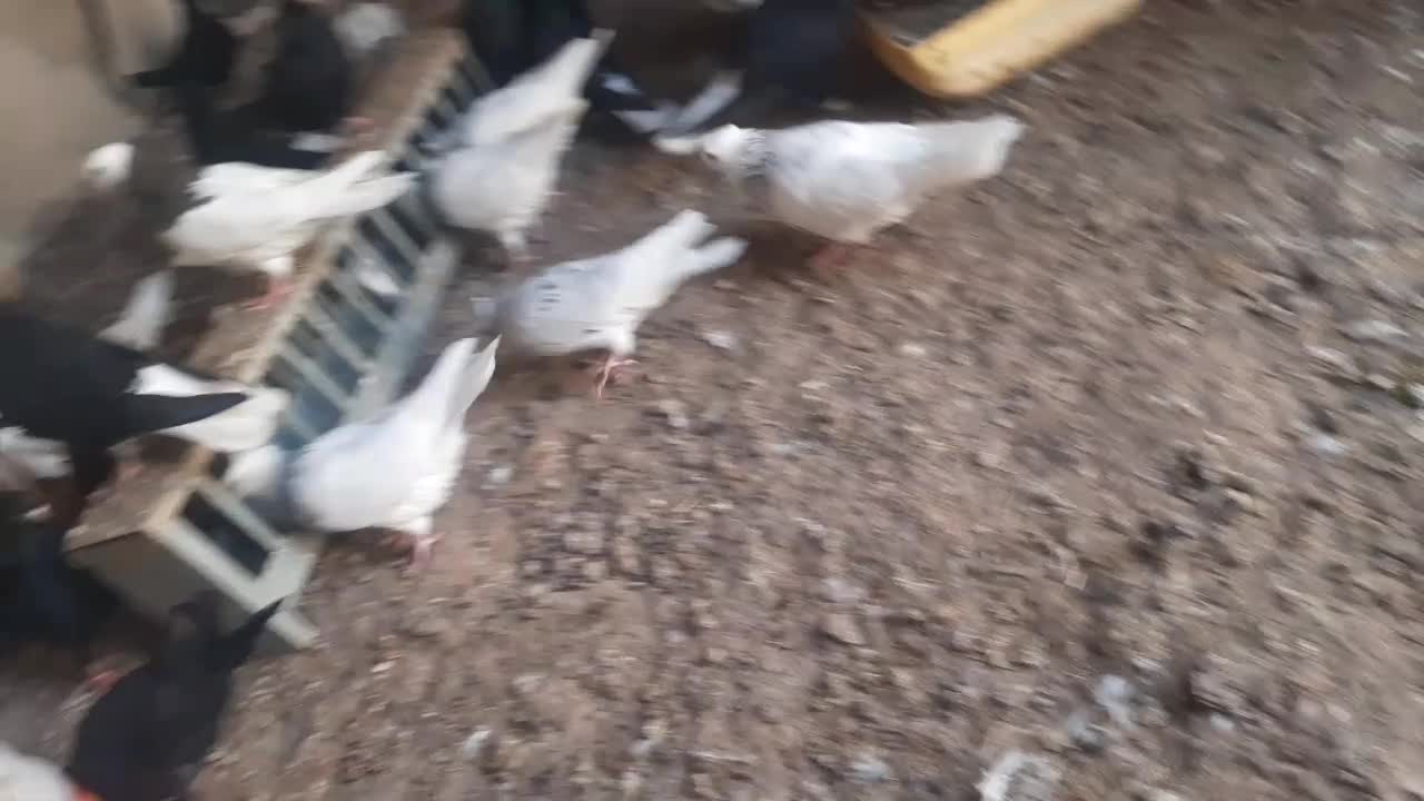 دمسفید وطوقی|پرنده|بوشهر, |دیوار