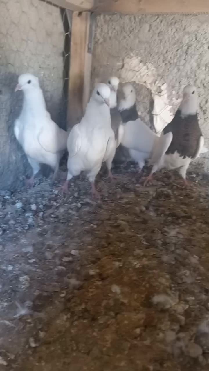 طوقی فروشی|پرنده|مبارکه, |دیوار