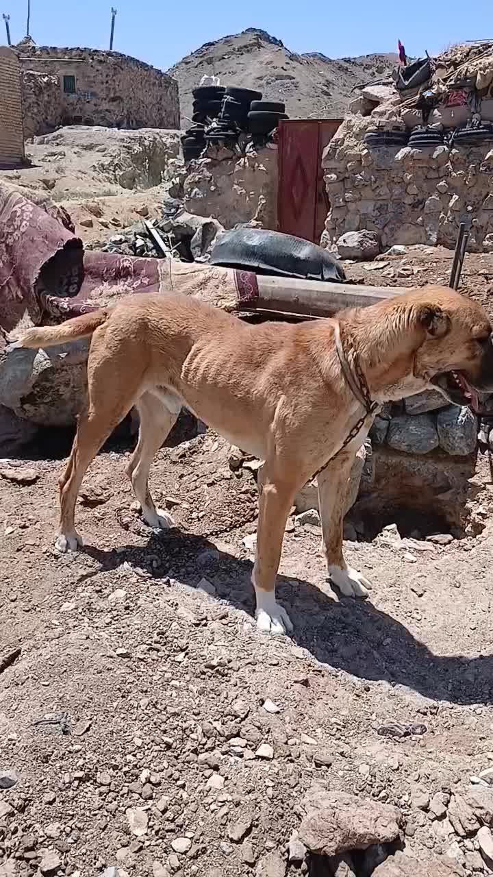 سگ افقانی|سگ|بیرجند, |دیوار