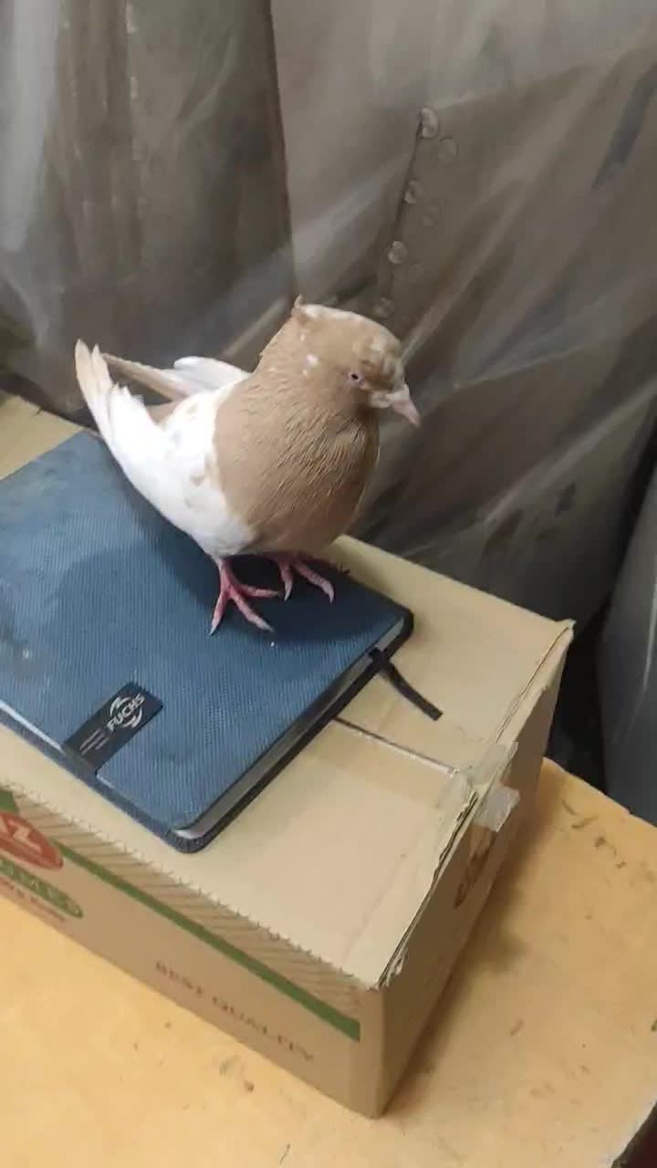 سینه زرد پرتغالی|پرنده|صدرا-فارس, فاز ۱|دیوار