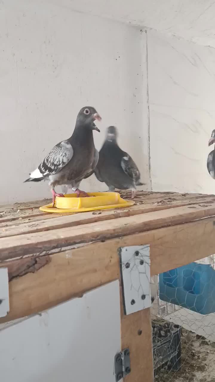 جوجه اردن خالص خالص|پرنده|خرم‌آباد, |دیوار