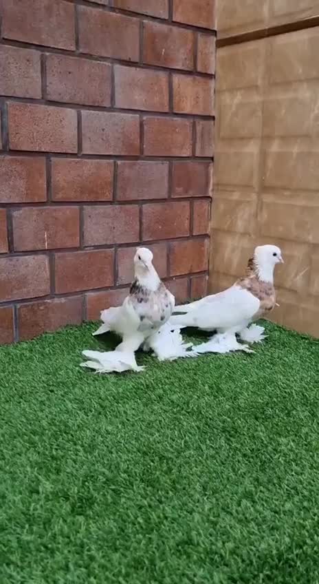 کبوتر تزئینی و زینتی طوقی کاکلی پاپر|پرنده|تهران, امجدیه (خاقانی)|دیوار