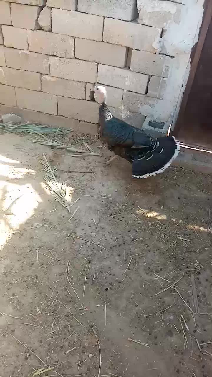 جفت بقلمون|حیوانات مزرعه|بندر گناوه, |دیوار