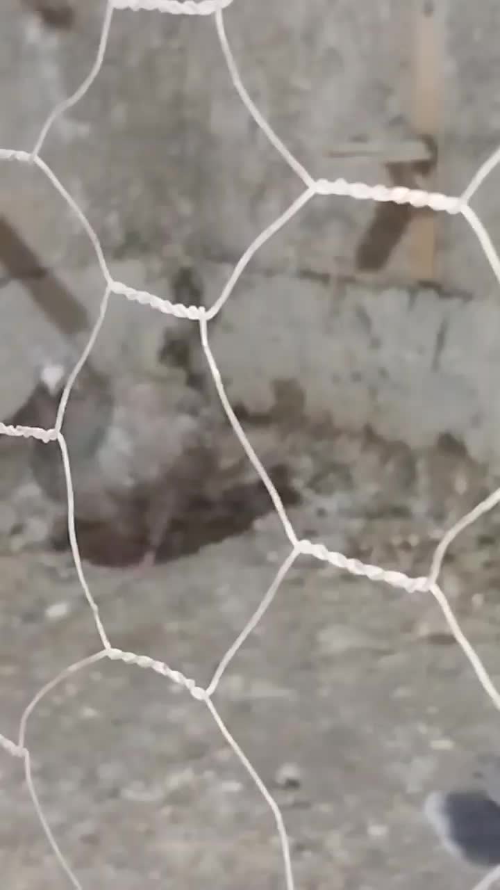 سار شکلاتی نر صید .شیروان|پرنده|شیروان (خراسان), |دیوار