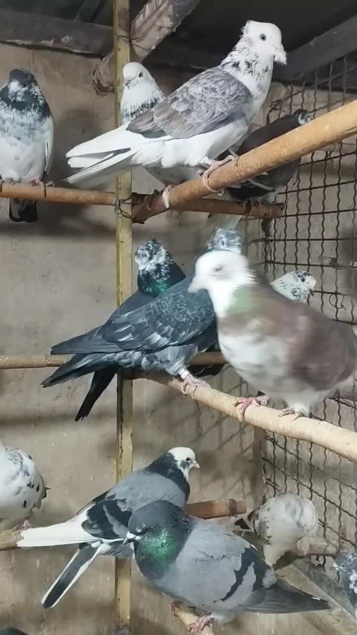 کفتر ب شرط|پرنده|قلعه نو, |دیوار