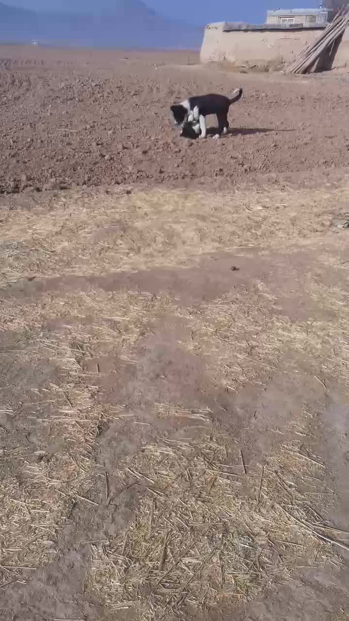 توله سگ|سگ|ساروق, |دیوار