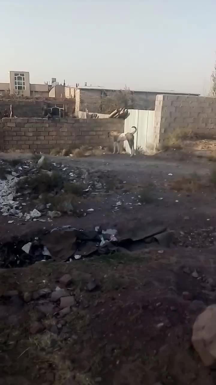 سگ ماده|سگ|جلگه رخ, |دیوار