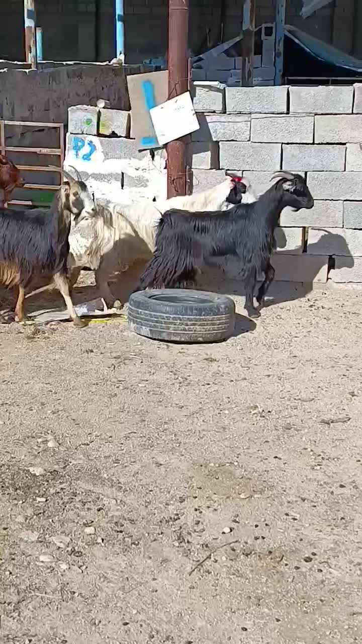 تیشتر بز|حیوانات مزرعه|بهبهان, |دیوار