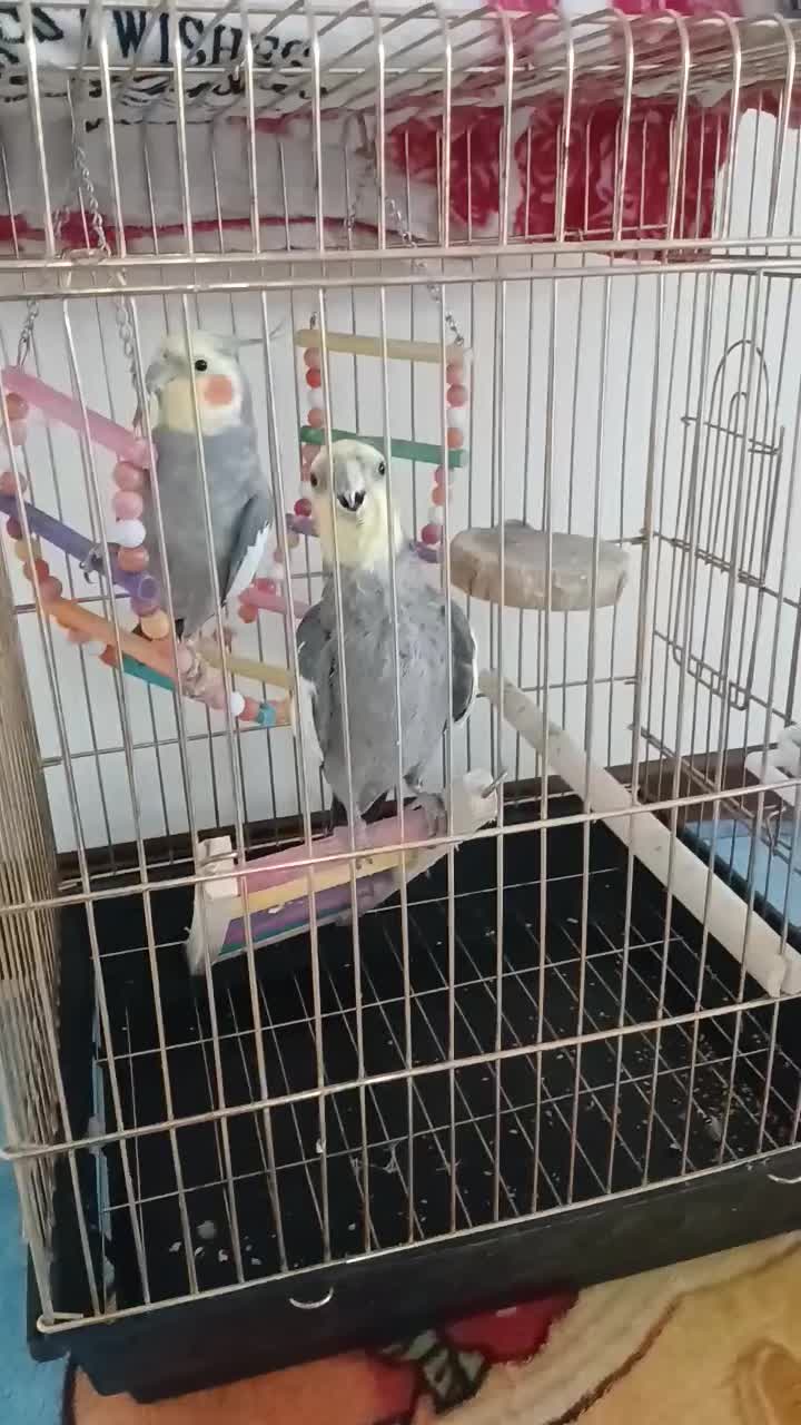 عروس هلندی نر|پرنده|قدس, شهرقدس|دیوار