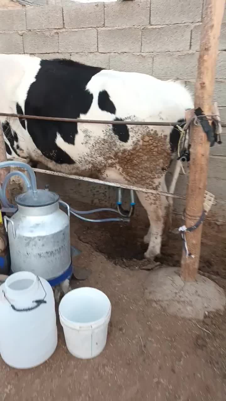 فروش گاوآبستن|حیوانات مزرعه|بیرجند, |دیوار