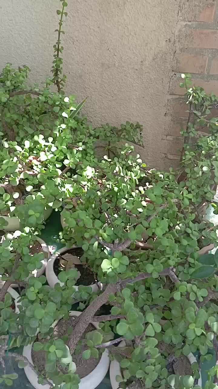 موز آناناس پتوس برگ انجیری پرنده بهشتی شفلرا شاماد|گل و گیاه طبیعی|تهران, شهرک چیتگر|دیوار