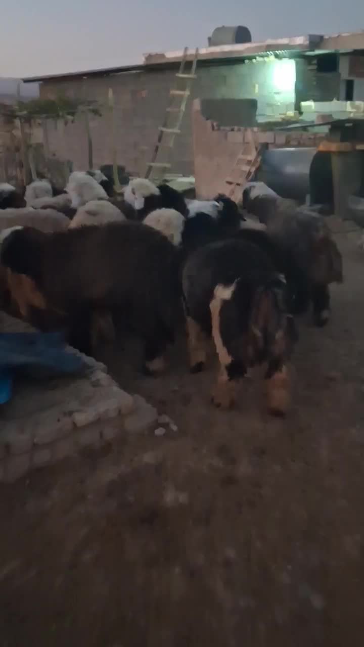 میش بره نر|حیوانات مزرعه|پاسارگاد, |دیوار