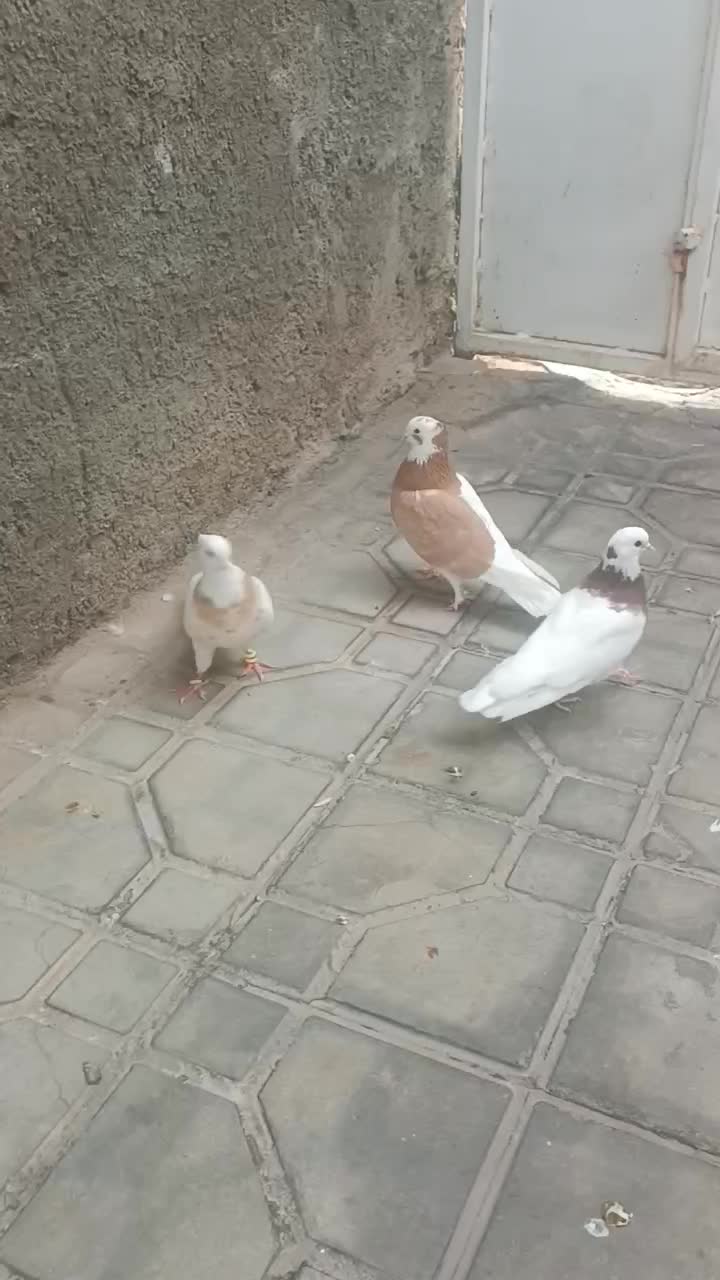 طوقی|پرنده|شیراز, داریون|دیوار