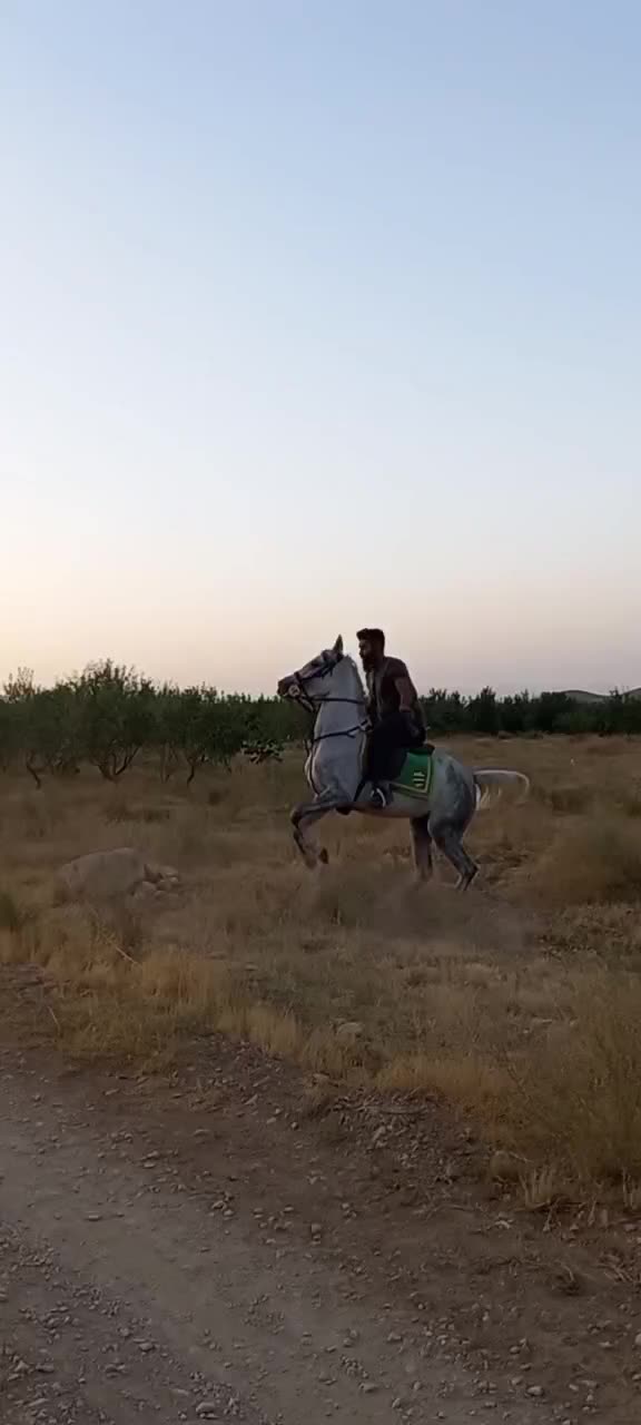 فروش کره مادیان|اسب و تجهیزات اسبسواری|بن, |دیوار