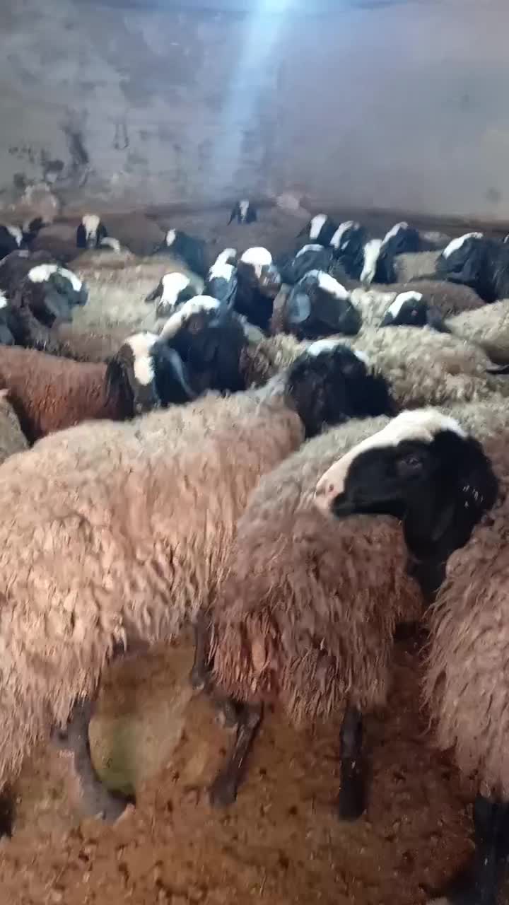 ۶۴راس شیشک و میش جوون و بره ماده شالی درجه یک|حیوانات مزرعه|شال, |دیوار