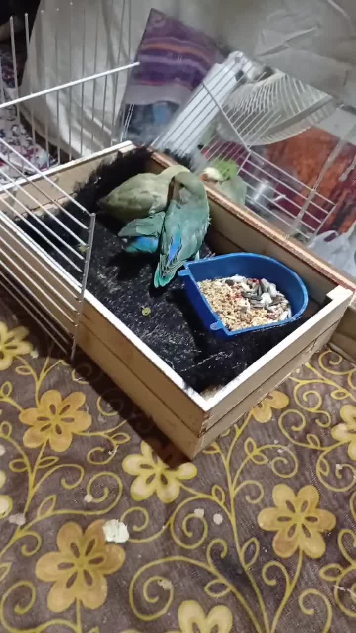 فروش طوطی برزیلی فول دستی|پرنده|جم, |دیوار