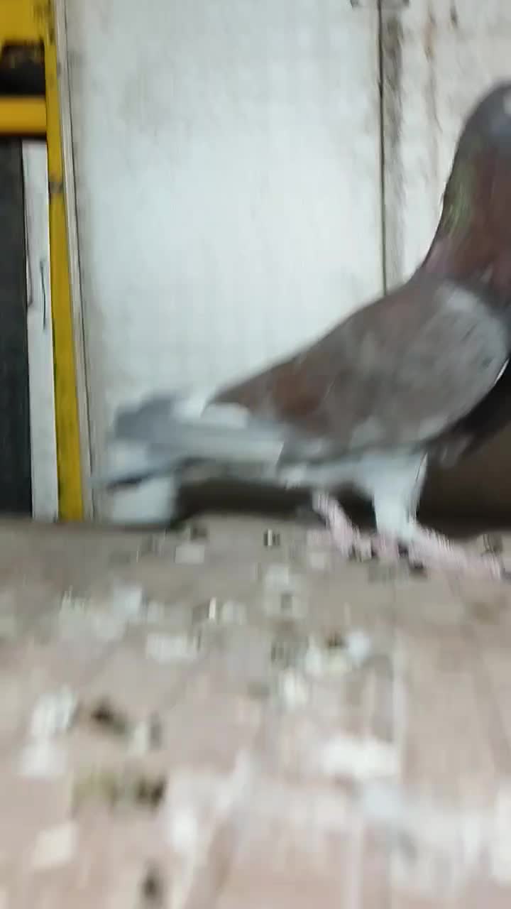 کبوتر المانی|پرنده|سرایان, |دیوار