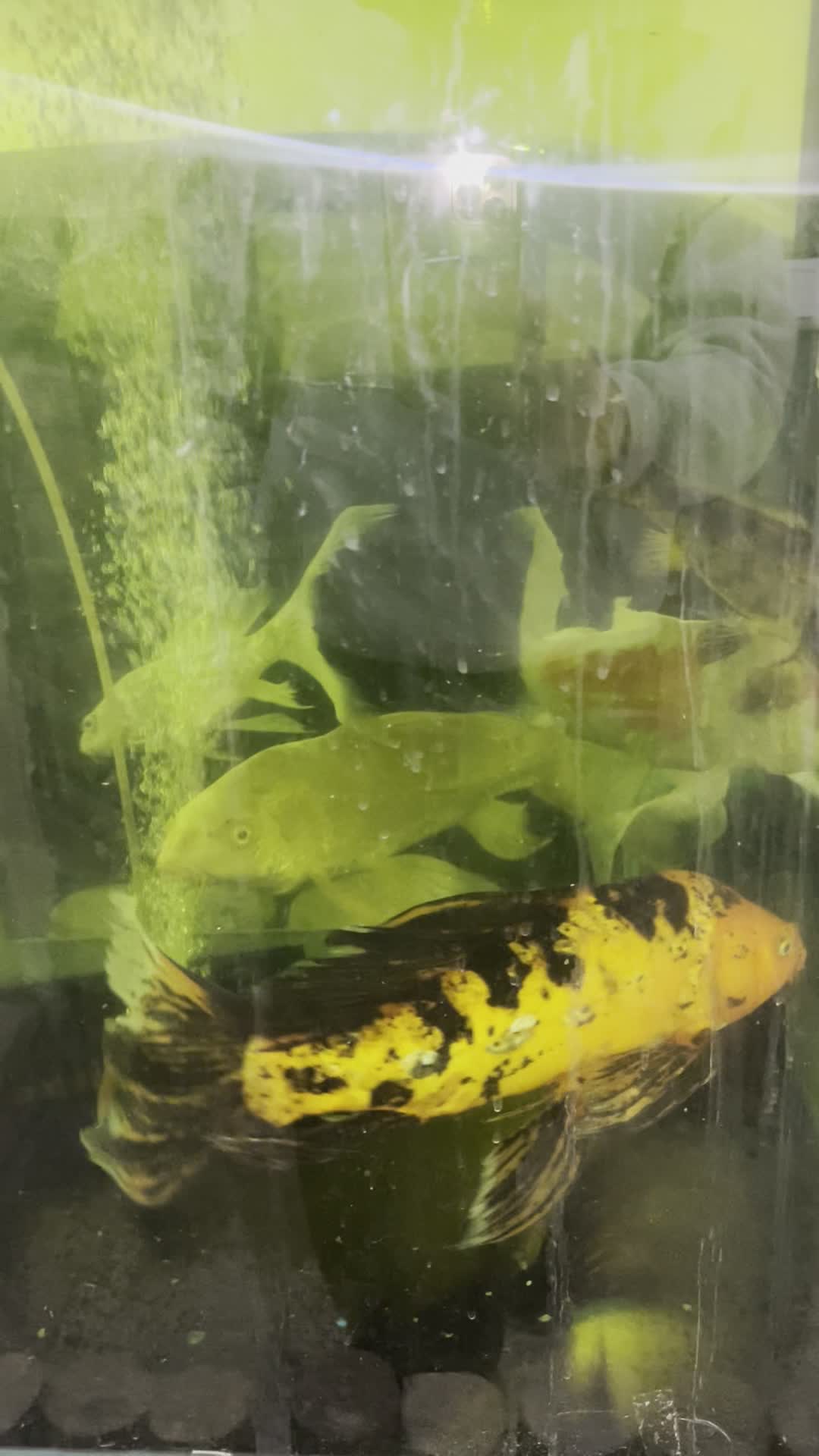 ماهی کوی باله بلند مولد|ماهی|اراک, |دیوار